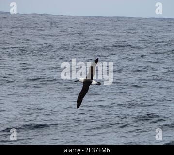Albatross dal naso giallo (Diomedea chlorohynchos) che vola sopra l'Oceano Meridionale al Bremer Canyon vicino Albany, Australia Occidentale Foto Stock