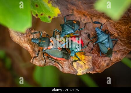 Una famiglia di Bugs predatori della Florida Stink (Euthyrhynchus floridanus) su una foglia. Raleigh, Carolina del Nord. Foto Stock