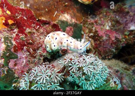 Hypselodoris di Tryon - Hypselodoris trioni, Indonesien, Nord-Molukken, Halmahera Foto Stock