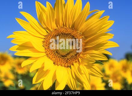 Sorridente girasole in campo, Alpes-Maritimes, Provence-Alpes-Côte d'Azur, in Francia Foto Stock