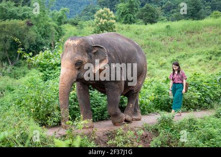 A nord di Chiang mai, Thailandia. Una ragazza sta camminando un elefante attraverso la giungla. La passeggiata fa parte di un'esperienza con gli elefanti in un santuario per la vecchia ele Foto Stock