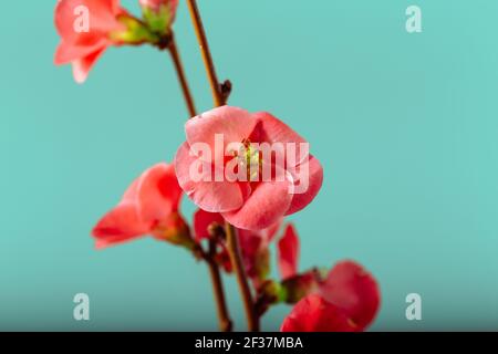 Chaenomeles japonica 'Sargentii'. Mela cotogna giapponese (Chaenomeles japonica), cespuglio fiorito. Sfondo floreale. Foto Stock