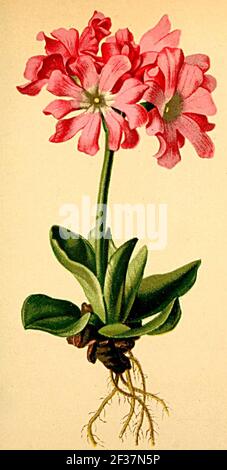 Primula clusiana Atlante Alpenflora. Foto Stock