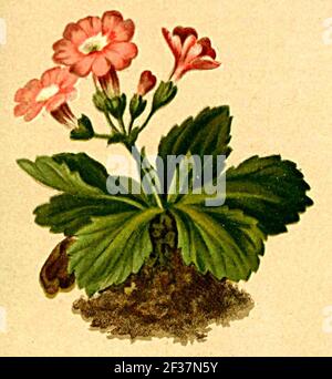 Primula daonensis Atlante Alpenflora. Foto Stock