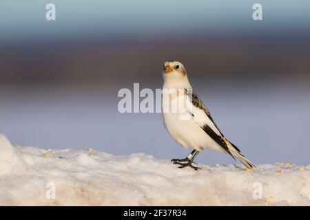 Manze di neve in inverno canadese duro Foto Stock