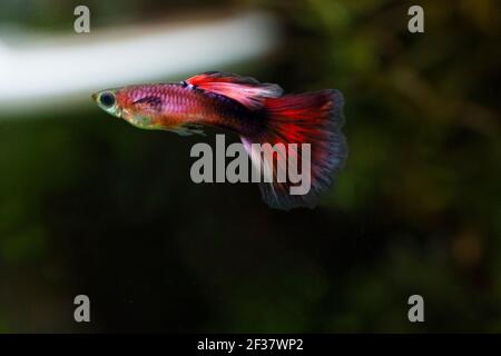 Colorful maschio guppy (Poecilia reticulata) Foto Stock