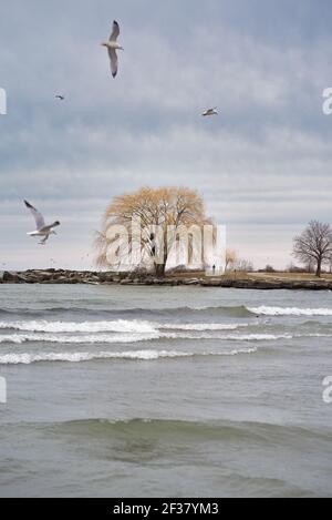 Willow Tree al parco edgewater in ohio Foto Stock