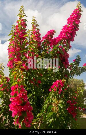 Bougainvillea 'martie Pants' con punte di bracche floreali rosso brillante e verde scuro fogliame sullo sfondo del cielo blu Foto Stock