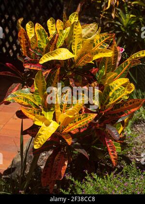 Croton, Codiaeum variegatum, un arbusto sempreverde con coloratissimi fogliame variegato rosso, giallo e verde Foto Stock