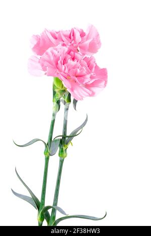 Bellissimi fiori rosa garofano isolati su sfondo bianco Foto Stock