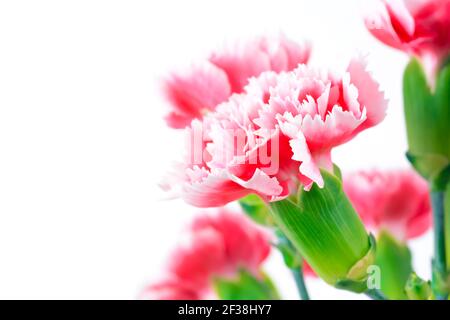 Bella rosa fiori di garofano su sfondo bianco, bordo disegno con spazio di copia Foto Stock