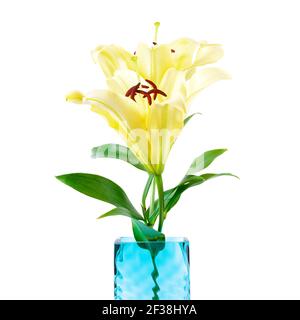 Bellissimi fiori di giglio giallo in vaso quadrato Foto Stock