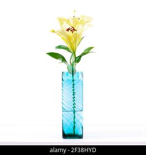 Bellissimi fiori di giglio giallo in vaso quadrato Foto Stock