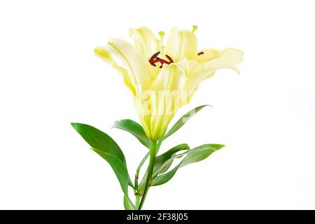 Bellissimi fiori di giglio giallo soffici isolati su sfondo bianco Foto Stock