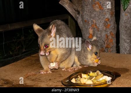 Comune Brushtail Pussum e Joey mangiare frutta. Foto Stock