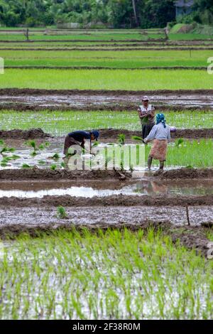 Le donne piantano piantine di riso in un campo di risaie irrigato a Udunuwara, vicino Kandy nello Sri Lanka centrale. Foto Stock