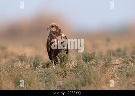 Harrier maresciano eurasiatico, Circus aeruginosus, maschio, piccolo Rann di Kutch, Gujarat, India Foto Stock