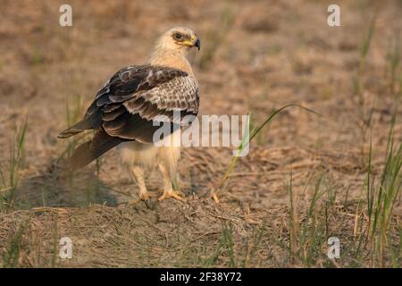 Grande Aquila puntata, Clanga Clanga, fulvescens, Morph, Santuario degli uccelli di Nal Sarovar, Gujarat, India Foto Stock