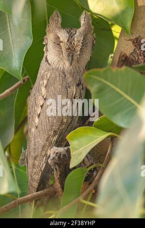 Pallido Scops Owl, Otus brucei, Little Rann di Kutch, Gujarat, India Foto Stock