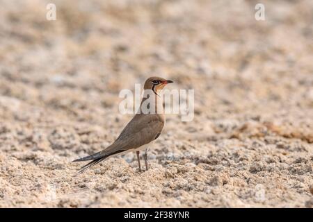 Pratincole colate o pratincole alate rosse, Parareola pratincola, Santuario degli uccelli di Nal Sarovar, Gujarat, India Foto Stock