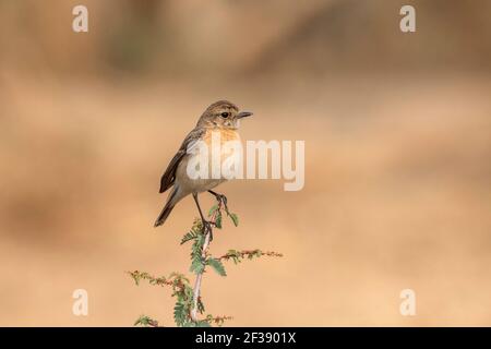 siberian stonechat, Saxicola maurus, Femminile, Nal Sarovar Bird Sanctuary, Gujarat, India Foto Stock