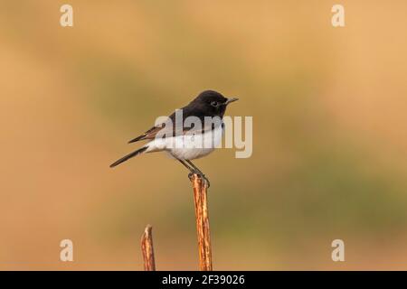 Variable Wheatear, Oenanthe picata, Nal Sarovar Bird Sanctuary, Gujarat, India Foto Stock