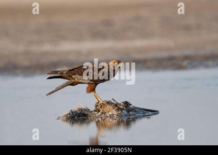 Marsh-Harrier eurasiatico, Circus aeruginosus, Santuario degli uccelli di Nal Sarovar, Gujarat, India Foto Stock