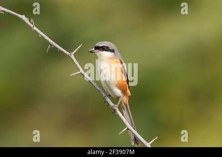 Shrike a coda lunga, Lanius schach, Santuario degli uccelli di Nal Sarovar, Gujarat, India Foto Stock