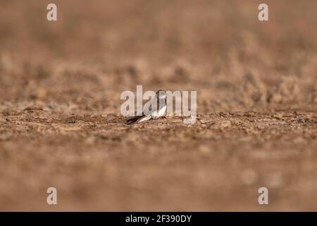 Sand Martin, Riparia Riparia, Little Rann di Kutch, Gujarat, India Foto Stock