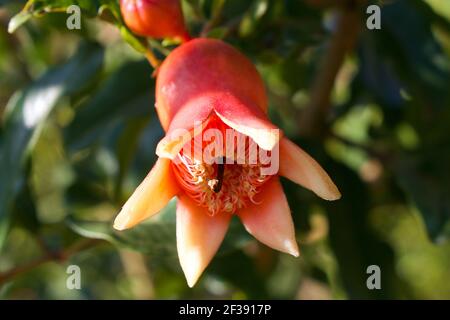 Primo piano di melograno rosso (Punica granatum). Le caratteristiche floreali sono variabili e il fiore potrebbe avere da tre a sette petali. Foto Stock