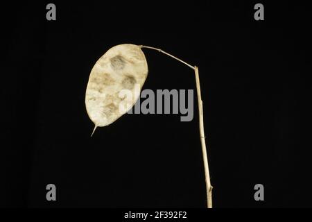 testa di semi di onestà singola annuale isolata con luce bianca accesa uno sfondo nero Foto Stock