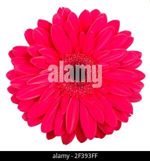 Colorato e luminoso motivo di fiori di calendula arancio su sfondo bianco. Disposizione piatta, vista dall'alto, sfondo naturale Foto Stock