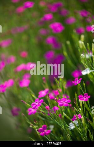 Sfondo di garofani selvatici. Fioritura di un primo piano di garofano selvatico, fotografato in estate negli Urali polari. Foto Stock