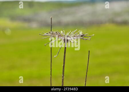 Fiori secchi sullo sfondo di campo verde in alto risoluzione Foto Stock