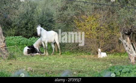 Cavallo Piebald che riposa nel prato sulla soleggiata mattina di gennaio seguente A mare bianco e capra reclinata in Andalusia rurale meridionale Foto Stock