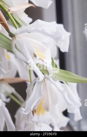 Fiori di Coelogyne cristata orchid, close up shot Foto Stock