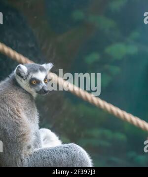 Lemure con coda ad anello (Lemur Catta), primo piano Foto Stock