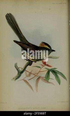 Atti della Società Zoologica di Londra (Aves Plate CXVIII) (6140325528). Foto Stock