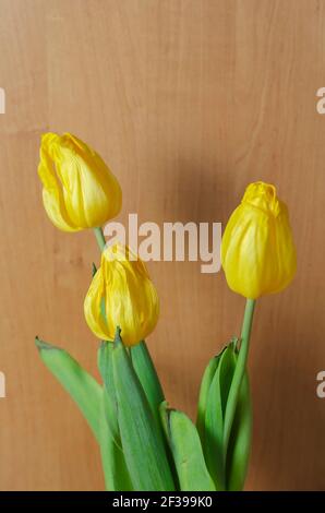 Un bouquet di fiori selvaggi su sfondo marrone chiaro. Tre tulipani gialli in posizione verticale. All'interno. Primo piano. Messa a fuoco selettiva. Foto Stock