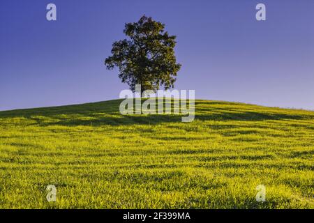 Geografia / viaggio, Germania, Baviera, diverse querce comuni (Quercus robur), vicino a Fuessen, East Allgae, Freedom-of-Panorama Foto Stock