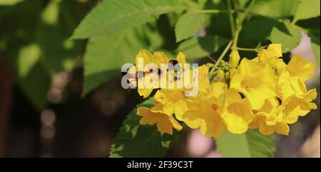 Un'ape vola su un fiore giallo nel giardino per raccogliere il miele, india. Concetto per come estrarre il miele dalle api, apicoltura, promozione per le api Foto Stock