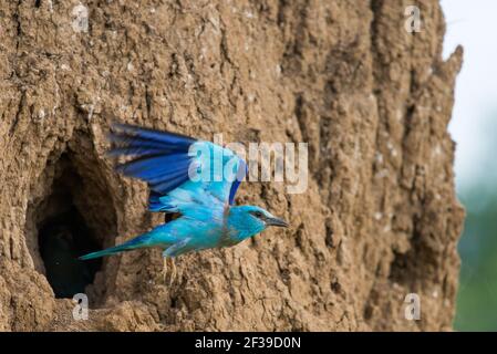 Rullo europeo o Coracias garrulus, vicino al foro di nidificazione nella parete di terra. Foto Stock