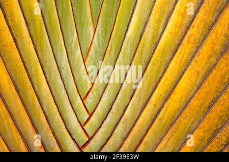 Primo piano dell'albero endemico di ravinala (albero del viaggiatore), motivo di ramificazione delle palme dei viaggiatori, dettagli colorati astratti di una palma ornamentale. Madagascar