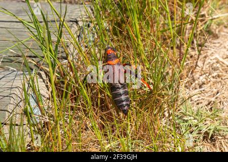 Il Grashopper schiumoso ben colorato in habitat naturale visto vicino A Darling nel capo occidentale del Sud Africa Foto Stock