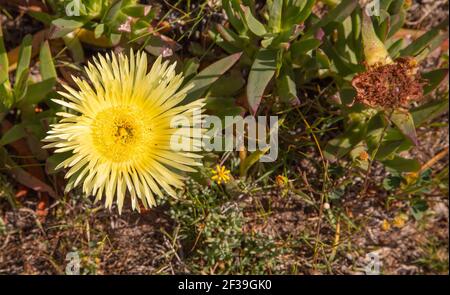 Regione floristica del Capo: Il fiore giallo della pianta di ghiaccio (Carpobrotus edulis) in habitat naturale vicino a Darling nel Capo Occidentale del Sud Africa Foto Stock