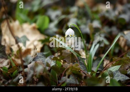 Fiocco di neve di primavera fiorente nel legno Leucojum vernum Foto Stock