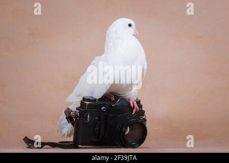 Il piccione bianco si siede su una fotocamera nera retrò, su uno sfondo beige, all'interno dello studio in profilo Foto Stock