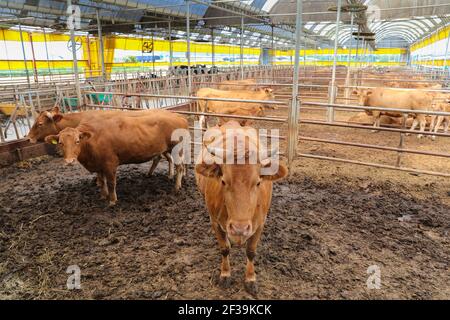 Bovini coreani nella recinzione, allevamento di bovini nelle zone rurali Foto Stock