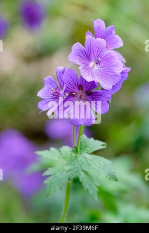 Geranio 'Alan Mayes'. Geranium × magnificum 'Alan Mayes'. Cranesbill 'Alan Mayes'. Fiori blu brillante con venature viola Foto Stock