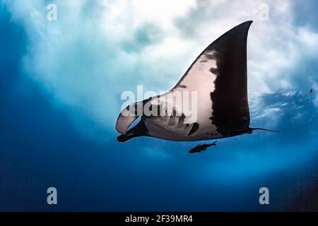 Manta Ray del Pacifico gigante nelle isole Revillagigedo, Baja California sur, Messico Foto Stock